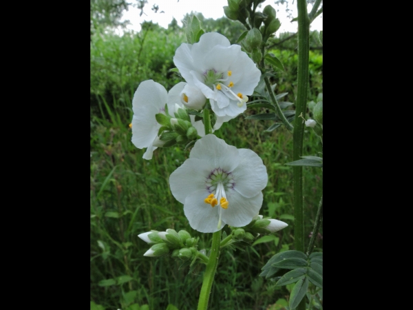 Polemonium caeruleum
Jacob's-ladder (Eng) Jakobsladder (Ned) Blaue Himmelsleiter (Ger)
Trefwoorden: Plant;Polemoniaceae;Bloem;wit;tuinplant