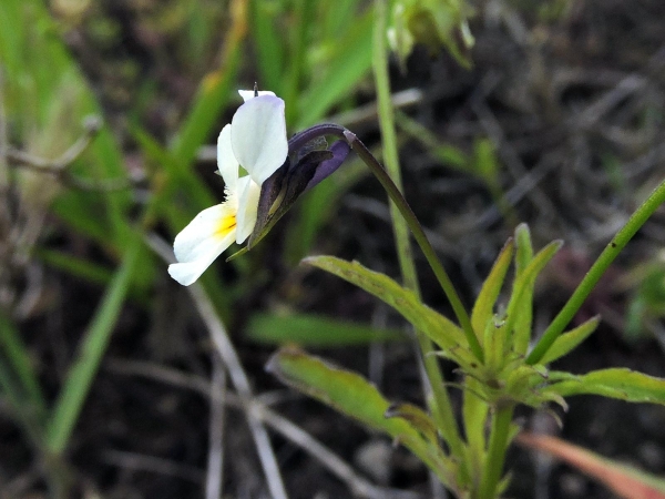 Viola arvensis
Field Pansy (Eng) Akkerviooltje (Ned) Acker-Stiefmütterchen (Ger)
Trefwoorden: Plant;Violaceae;Bloem;wit