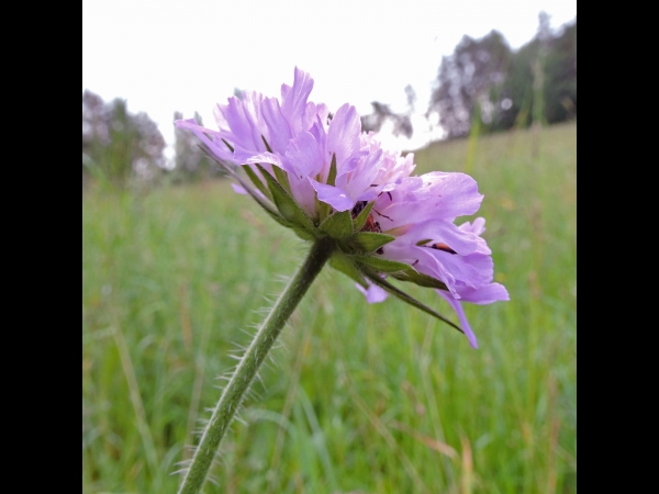 Knautia arvensis
Field Scabious (Eng) Beemdkroon (Ned) Acker-Witwenblume (Ger)
Trefwoorden: Plant;Caprifoliaceae;Bloem;roze