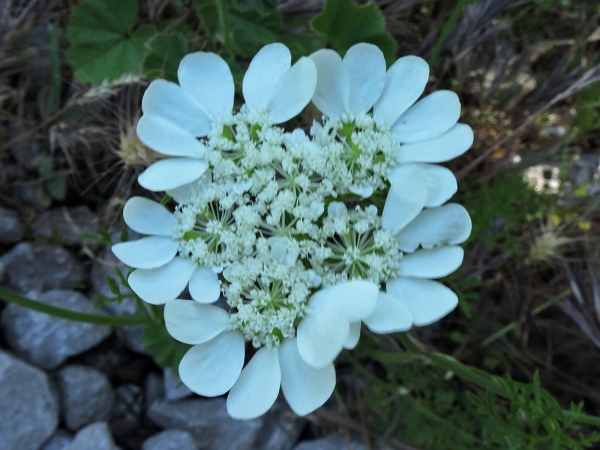 Orlaya grandiflora
White Laceflower (Eng) Straalscherm (Ned) Strahlen-Breitsame (Ger)
Trefwoorden: Plant;Apiaceae;Bloem;wit