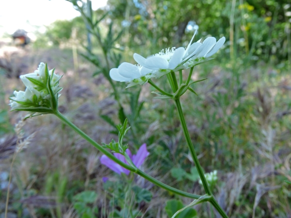 Orlaya grandiflora
White Laceflower (Eng) Straalscherm (Ned) Strahlen-Breitsame (Ger)
Trefwoorden: Plant;Apiaceae;Bloem;wit