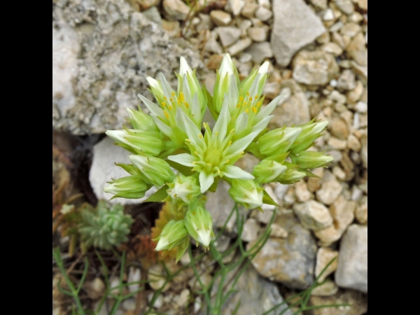 Petrosedum ochroleucum
European Stonecrop (Eng) Geel-witte Sedum (Ned) Ockergelbe Fetthenne (Ger)
Trefwoorden: Plant;Crassulaceae;Bloem;geel;groen;tuinplant