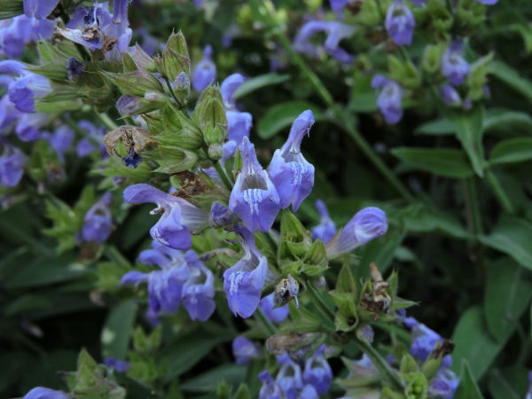 Salvia tomentosa
Balsamic Sage (Eng) Filziger Salbei (Ger)
Trefwoorden: Plant;Lamiaceae;Bloem;blauw