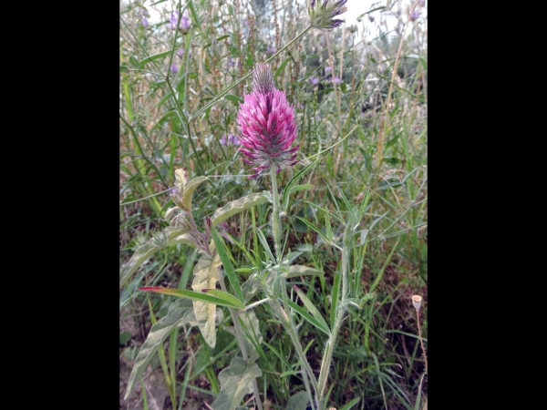 Trifolium purpureum
Purple Clover (Eng) Purpurklee (Ger)
Trefwoorden: Plant;Fabaceae;Bloem;roze;purper