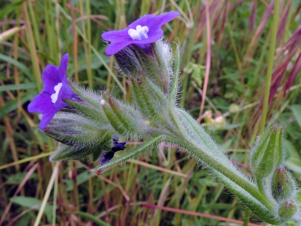 Anchusa officinalis
Common Bugloss, Alkanet (Eng) Gewone Ossentong (Ned) Gemeine Ochsenzunge (Ger)
Trefwoorden: Plant;Boraginaceae;Bloem;blauw;paars