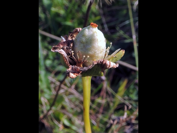 Parnassia palustris
Grass-of-Parnassus, Bog Star (Eng) Parnassia (Ned) Studentenröschen, Sumpfparnassie (Ger) - beginning fruit
Keywords: Plant;Celastraceae;vrucht