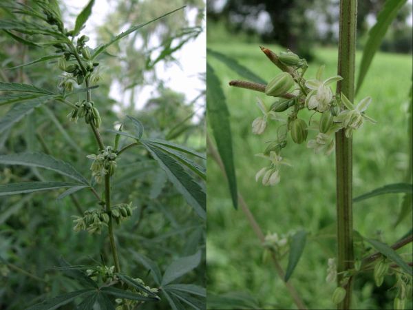 Cannabis sativa
Indian Hemp, Cannabis (Eng)
Keywords: Plant;Cannabaceae;Bloem;groen;cultuurgewas