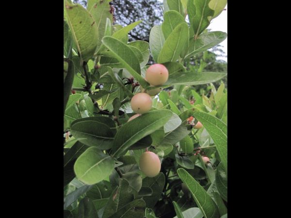 Carissa macrocarpa
Natal Plum (Eng)
Trefwoorden: Plant;Apocynaceae;vrucht