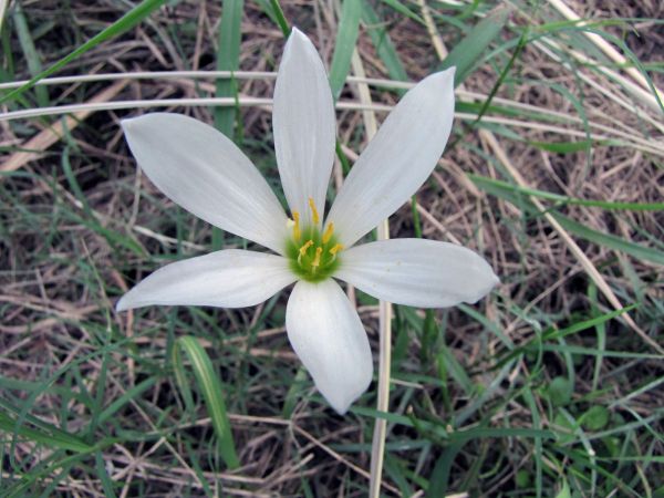 Zephyranthes candida
Fairy Lily, Rain Lily (Eng)
Trefwoorden: Plant;Amaryllidaceae;Bloem;wit