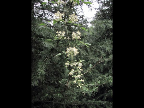 Clematis gouriana
Gourian Clematis (Eng) Churanhar, Belkum (Hin)
Keywords: Plant;Ranunculaceae;Bloem;wit