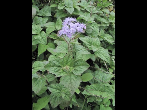 Ageratum conyzoides
Goat Weed (Eng) Visadodi (Hin)
Keywords: Plant;Asteraceae;Bloem;blauw;violet;wit