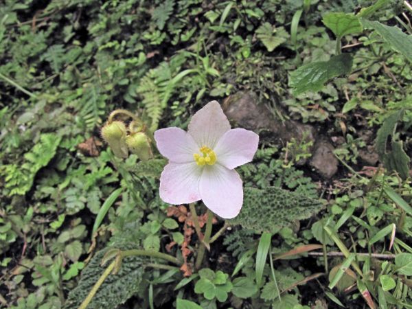 Begonia sp.
Trefwoorden: Plant;Begoniaceae;Bloem;roze