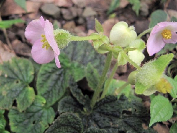 Begonia sp.
Keywords: Plant;Begoniaceae;Bloem;roze