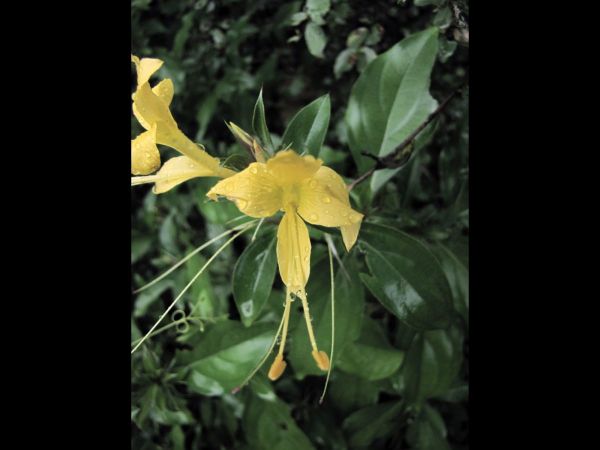 Barleria cuspidata
Spiny Barleria (Eng)
Trefwoorden: Plant;Acanthaceae;Bloem;geel