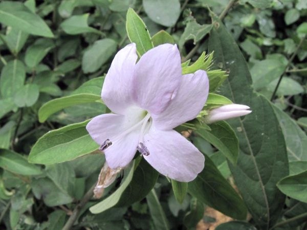 Barleria cristata
Philippine Violet (Eng) Vajra Danti (Hin)
Trefwoorden: Plant;Acanthaceae;Bloem;roze;purper