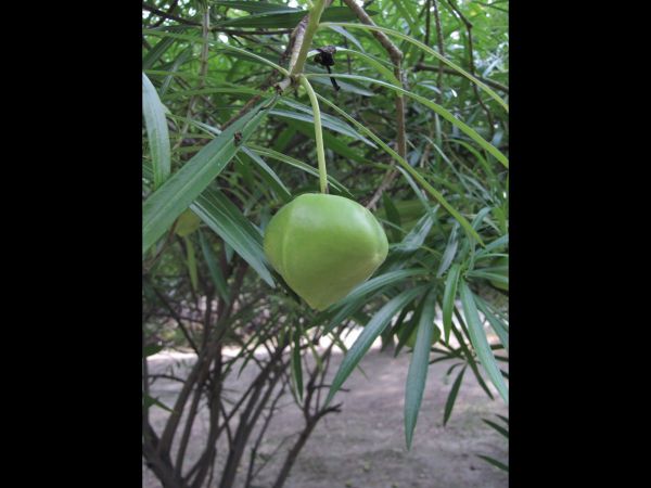Thevetia peruviana
Mexican oleander (Eng) Peeli kaner (Hin)
Trefwoorden: Plant;Boom;Apocynaceae;vrucht