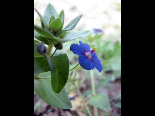 Anagallis arvensis foemina
Blue Pimpernel (Eng) Neel (Hin)
Keywords: Plant;Primulaceae;Bloem;blauw