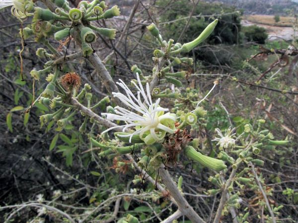 Alangium salvifolium
Sage leaved Alangium (Eng) Ankol (Hin)
Trefwoorden: Plant;Cornaceae;Bloem;wit
