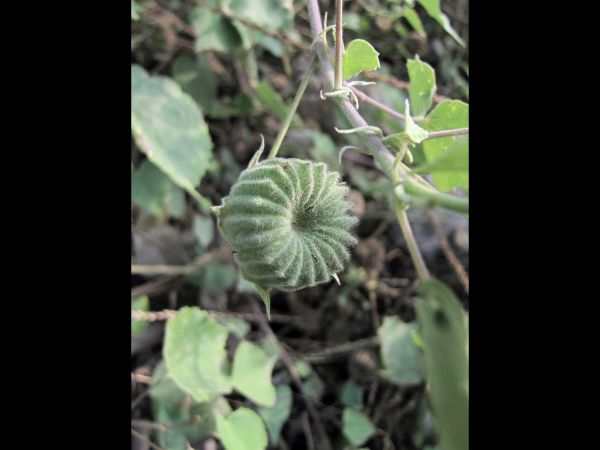 Abutilon pannosum
Ragged Mallow (Eng)
Trefwoorden: Plant;Malvaceae;vrucht
