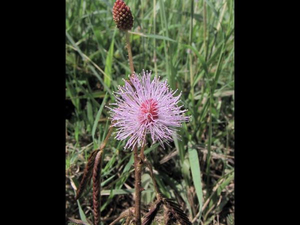 Mimosa pudica
Touch-me-not (Eng) Kruidje-roer-mij-niet (Ned) Chui-mui  (Hin)
Trefwoorden: Plant;Fabaceae;Bloem;roze