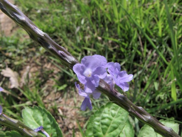 Stachytarpheta; S. indica
Indian Snakeweed (Eng) Kariyartharani (Hin)
Trefwoorden: Plant;Verbenaceae;Bloem;blauw