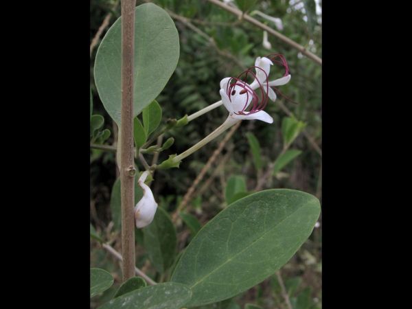 Clerodendrum inerme
Glory Bower (Eng) chhoti-ari (Hin)
Trefwoorden: Plant;Lamiaceae;Bloem;wit