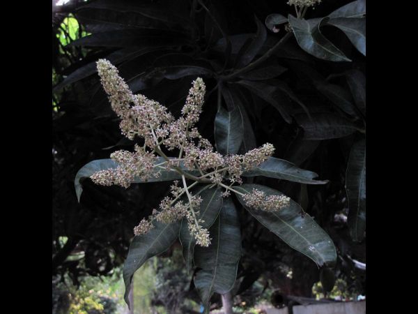 Mangifera indica
Mango Tree (Eng) Am (Hin) 
Trefwoorden: Plant;Anacardiaceae;cultuurgewas;Bloem;bruin;wit