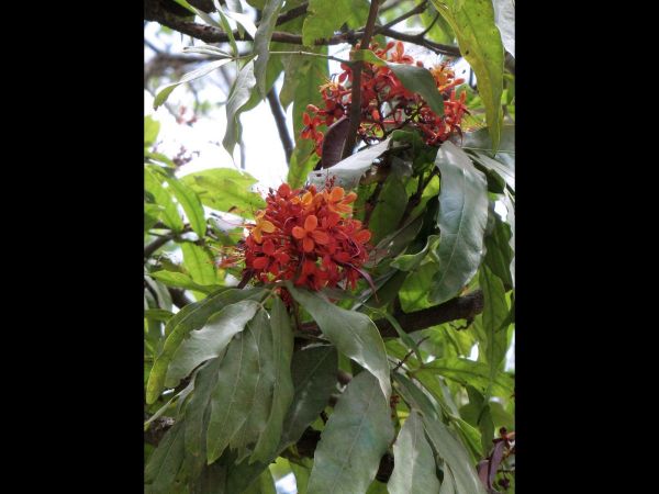 Saraca asoca
Sita Ashok (Hin/Eng)
Trefwoorden: Plant;Boom;Fabaceae;Bloem;oranje;rood