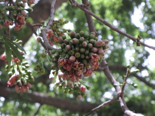 Ceiba Pentandra
Kapok Tree, White Silk-Cotton Tree (Eng) Safed Semal (Hin)
Trefwoorden: Plant;Boom;Malvaceae;Bloem;roze;wit;cultuurgewas