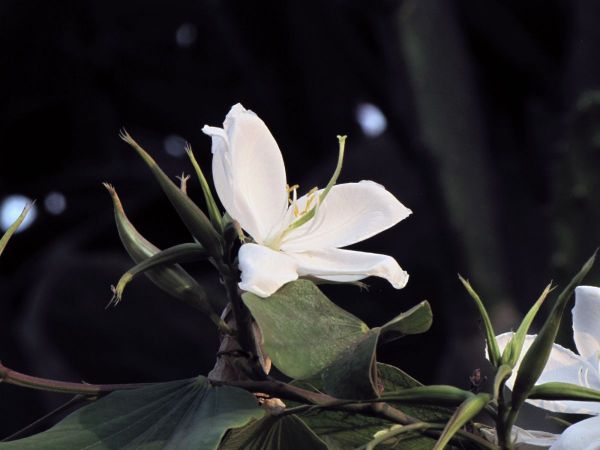 Bauhinia acuminata
Dwarf White Orchid Tree (Eng) Safed Kachnar (Hin)
Trefwoorden: Plant;Boom;Fabaceae;Bloem;wit