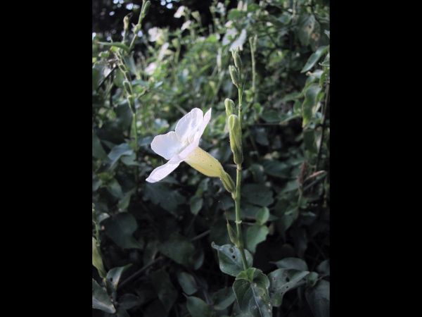 Asystasia gangetica
Ganges Primrose, Creeping Foxglove (Eng)
Keywords: Plant;Acanthaceae;Bloem;wit