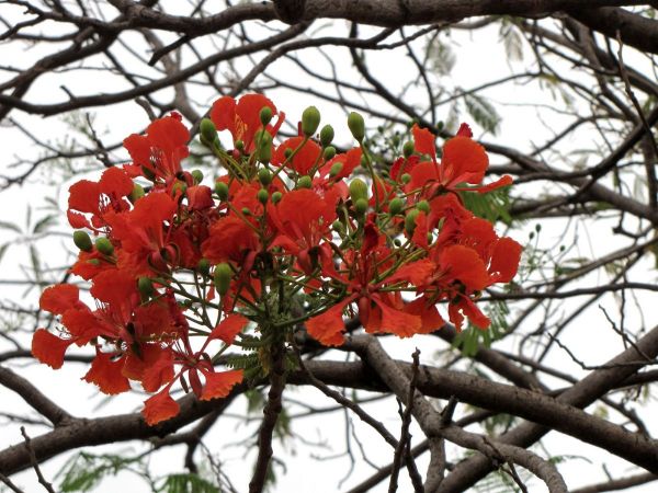 Delonix regia
Flame Tree (Eng) Gulmohar (Hin)
Trefwoorden: Plant;Fabaceae;Bloem;rood