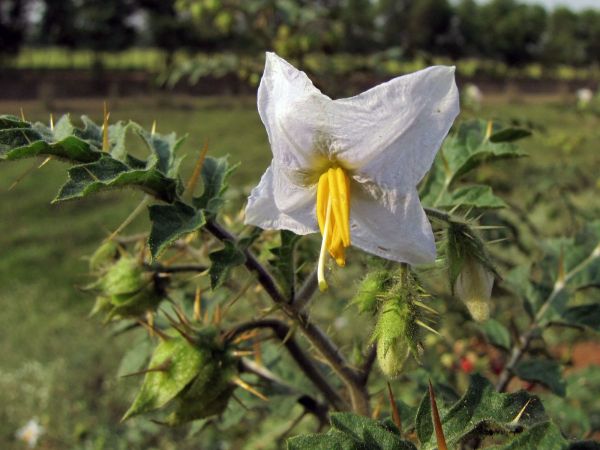 Solanum sisymbriifolium
Sticky Nightshade (Eng) Raketblad (Ned) 
Trefwoorden: Plant;Solanaceae;Bloem;wit