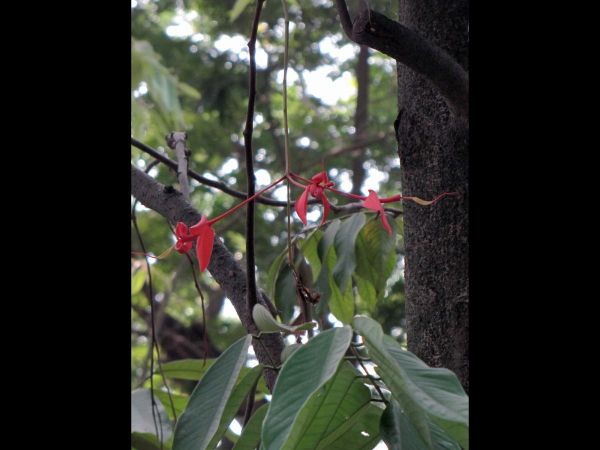 Amherstia nobilis
Pride of Burma (Eng)
Trefwoorden: Plant;Boom;Fabaceae;Bloem;rood
