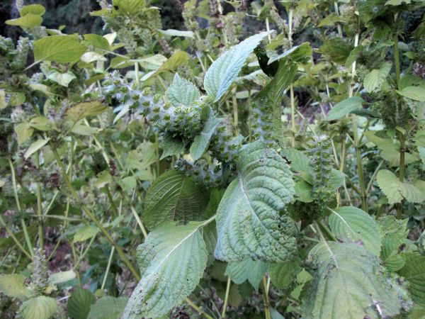 Perilla frutescens
Wild Sesame, Beefsteakplant (Eng) Silam (Nep)
Trefwoorden: Plant;Lamiaceae;cultuurgewas
