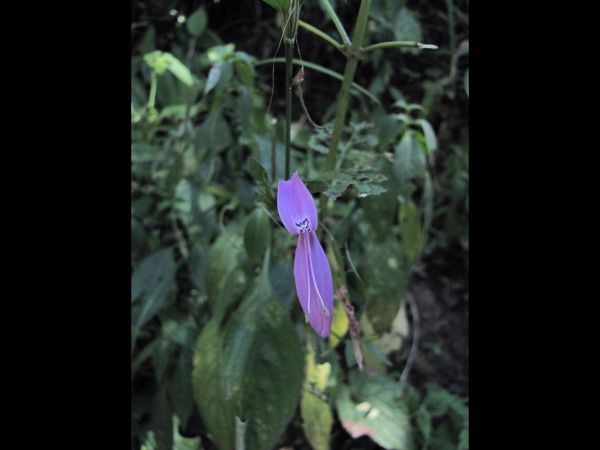 Peristrophe speciosa
Showy Foldwing (Eng)
Trefwoorden: Plant;Acanthaceae;Bloem;purper;violet