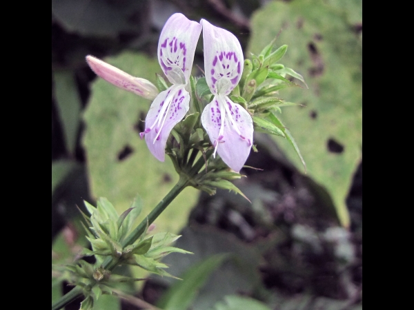 Dicliptera bupleuroides
Thorowax Foldwing (Eng)
Trefwoorden: Plant;Acanthaceae;Bloem;roze;purper