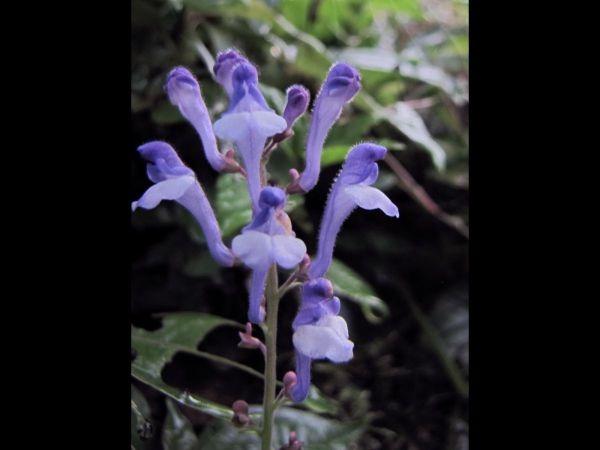 Scutellaria grossa
Thick Skullcap (Eng)
Trefwoorden: Plant;Lamiaceae;Bloem;blauw