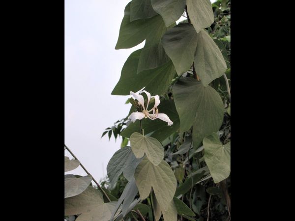 Bauhinia glauca
Climbing Bauhinia (Eng)
Trefwoorden: Plant;Fabaceae;Bloem;wit