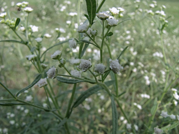 Parthenium hysterophorus
Carrot Grass (Eng) Gajjar Ghas (Hin)
Trefwoorden: Plant;Asteraceae;Bloem;wit