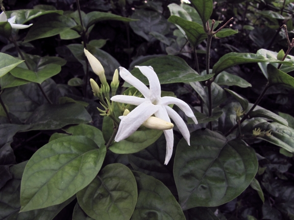 Jasminum
Jasmin (Eng)
Trefwoorden: Plant;Boom;Oleaceae;Bloem;wit