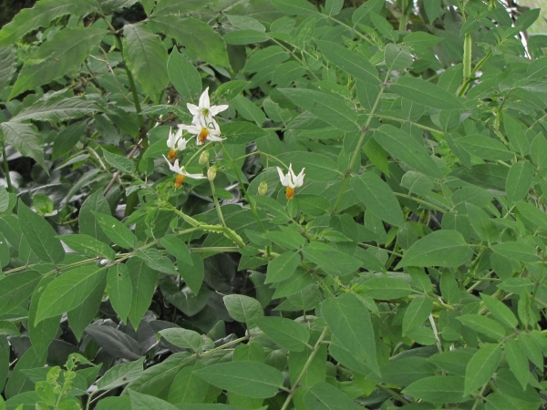 Solanum chacoense
Chaco Potato, Wild Potato (Eng)
Trefwoorden: Plant;Solanaceae;Bloem;wit