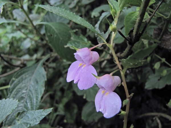 Impatiens rosea
Rose Balsam (Eng) Gul-Mehndi (Hin) 
Trefwoorden: Plant;Balsaminaceae;Bloem;roze