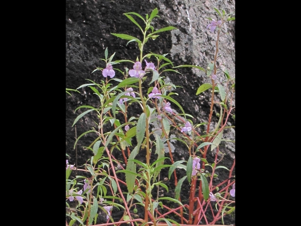 Impatiens rosea
Rose Balsam (Eng) Gul-Mehndi (Hin) 
Trefwoorden: Plant;Balsaminaceae;Bloem;roze