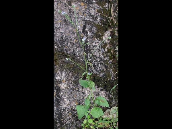 Cynoglossum zeylanicum
Ceylon Forget-me-not (Eng) Andhahuli (Hin)
Keywords: Plant;Boraginaceae;Bloem;blauw