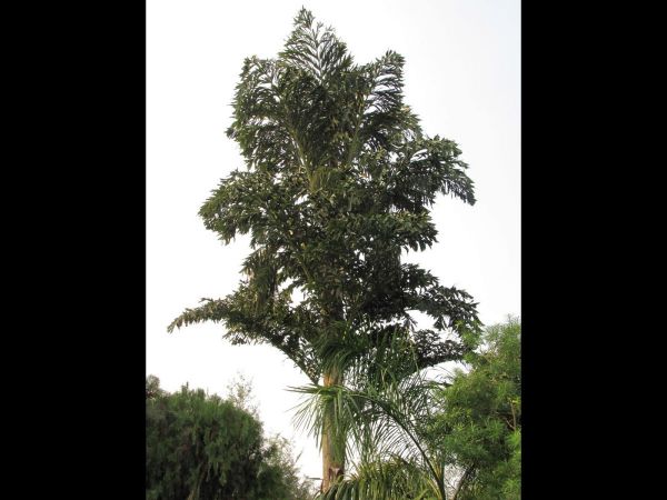 Caryota urens
Fishtail Palm (Eng) Mari (Hin)
Trefwoorden: Plant;Boom;Arecaceae