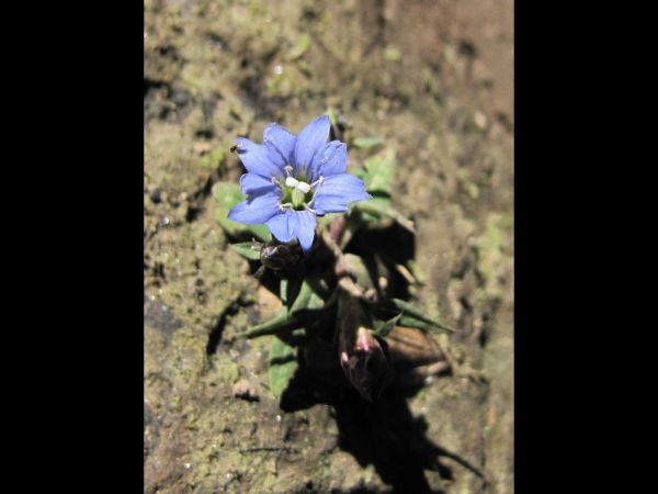 Gentiana; G. marginata
Clustered Summer Gentian (Eng) 
Keywords: Plant;Gentianaceae;Bloem;blauw