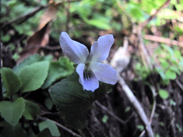 Viola canescens
Himalayan White Violet (Eng) Banaksha (Hin)
Trefwoorden: Plant;Violaceae;Bloem;violet;wit