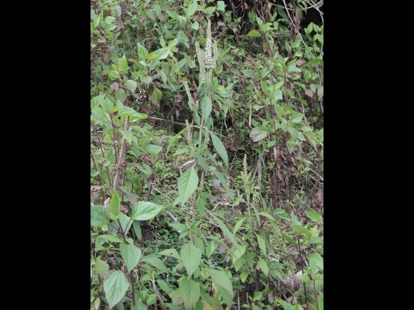 Elsholtzia blanda
Pleasant Himalaya Mint (Eng) Jangli tulsi, Ban silam (Nep) 
Keywords: Plant;Lamiaceae;Bloem;wit
