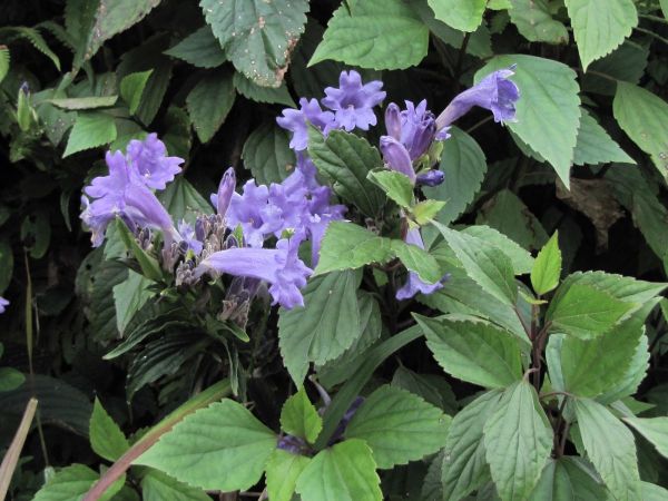 Strobilanthes dalhousieanus
Dalhousie Blue Bells (Eng) Machine (Hin)
Trefwoorden: Plant;Acanthaceae;Bloem;blauw